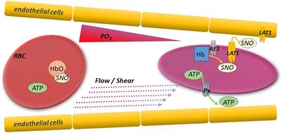 Red Blood Cell Deformability, Vasoactive Mediators, and Adhesion